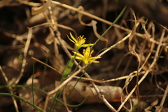 Gagea granulosa