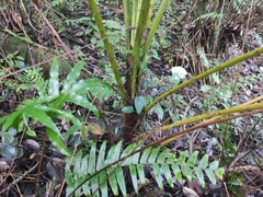 Acanthophoenix rubra