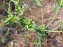 Euphorbia floridana