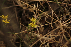 Gagea granulosa