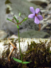 Phlox stolonifera