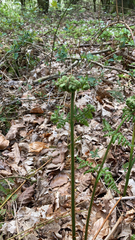 Pteridium pinetorum