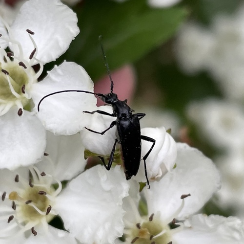 small black longhorn beetle, Heumensoord, Malden, Gelderland, NL, photo 10 of 10
