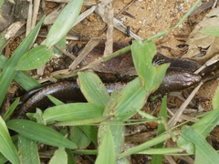 Siderolamprus adercus