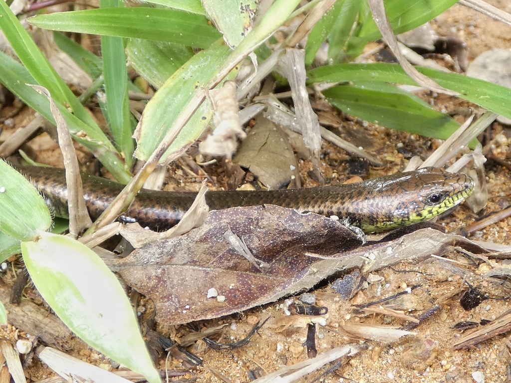 Celestus adercus