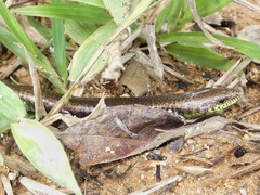 Siderolamprus adercus