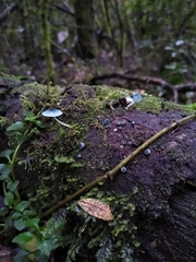 Mycena cyanocephala