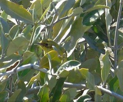 Setophaga petechia rhizophorae