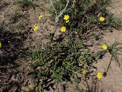 Crassothonna capensis