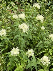 Monarda luteola