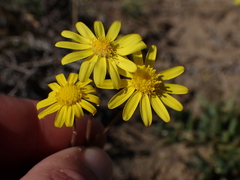Crassothonna capensis