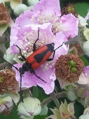 Stictoleptura cordigera