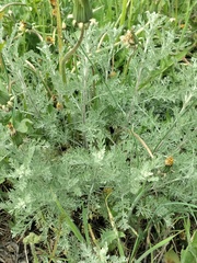 Artemisia fragrans