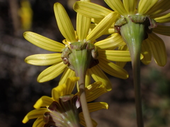 Crassothonna capensis