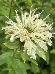 Monarda luteola