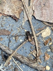 Notiophilus biguttatus