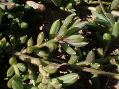 Crassothonna capensis