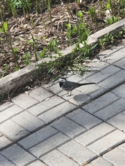 Motacilla alba