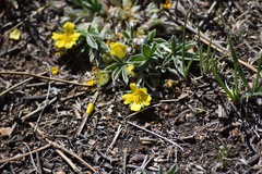 Potentilla concinna