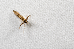 Stathmopoda stimulata
