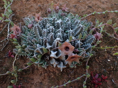 Huernia thuretii