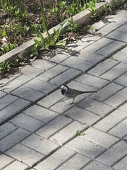 Motacilla alba