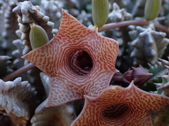 Huernia thuretii