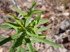 Euphorbia floridana
