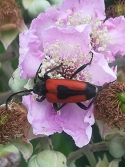 Stictoleptura cordigera