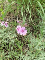 Geranium linearilobum