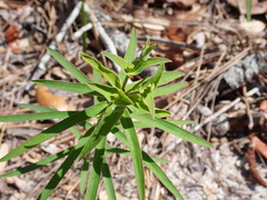 Euphorbia floridana