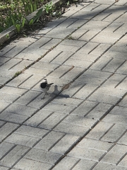 Motacilla alba