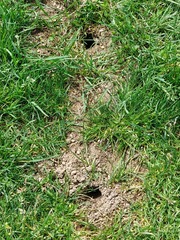 Phallichthys fairweatheri