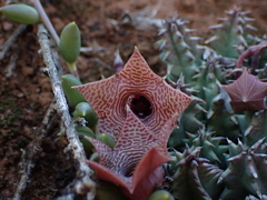 Huernia thuretii