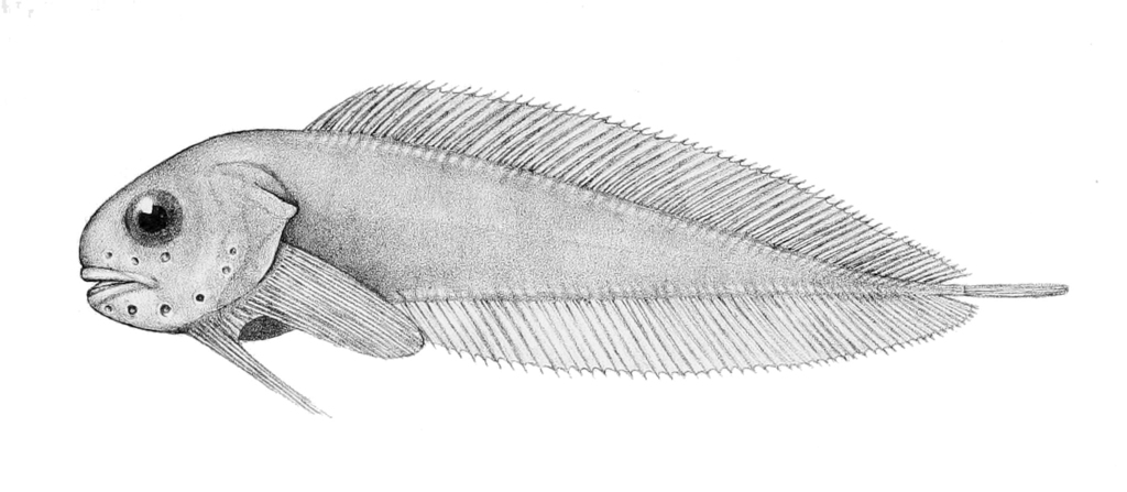 Antarctic Snailfish