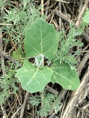 Atriplex tatarica