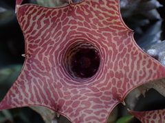 Huernia thuretii
