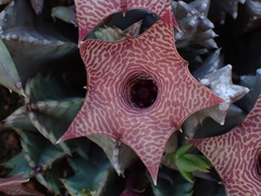Huernia thuretii