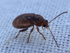 Neocrepidodera transversa