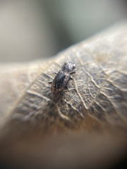 Notiophilus biguttatus