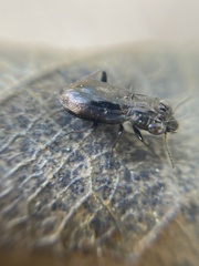 Notiophilus biguttatus