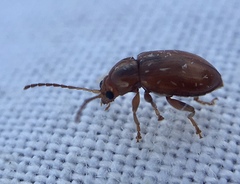 Neocrepidodera transversa