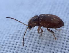 Neocrepidodera transversa