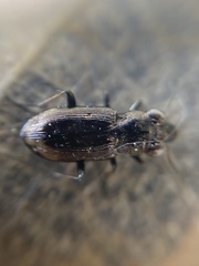 Notiophilus biguttatus