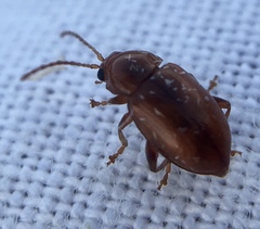 Neocrepidodera transversa