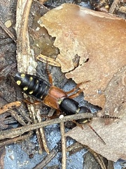 Staphylinus erythropterus