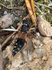 Staphylinus erythropterus