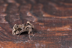 Ctenoplusia kosemponensis