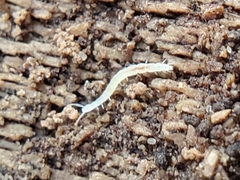 Scolopendrellidae