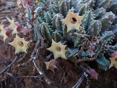 Huernia thuretii